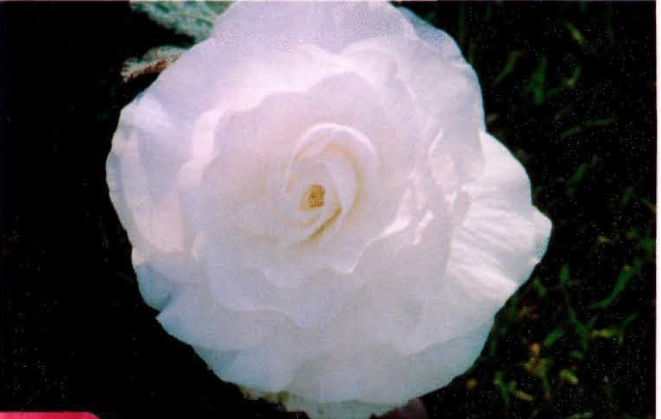 B. ‘Amelia Hamilton’